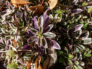 Close-up shot of attractive rockery plant spreading rock cress (Arabis ferdinandi-coburgii) 'Variegata' with prostrate, cream-green variegated and pink-tinged foliage