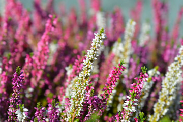 Common heather