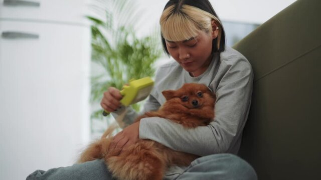 Concentrated Asian woman brushing her dog at home