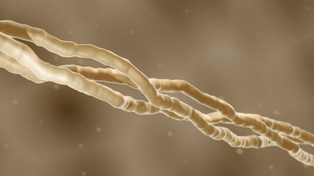 Collagen is a protein that is the main component of skin, bones and muscles