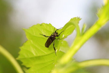 Naklejka premium Mosquitos on wild plants, North China