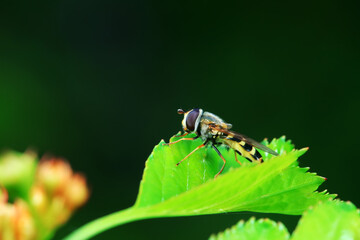 Aphid eating flies in the wild, North China