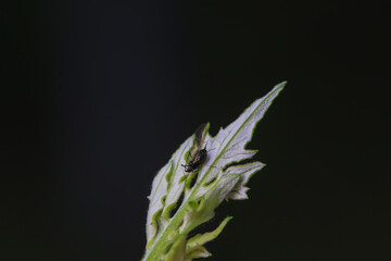 Aphids in the wild, North China