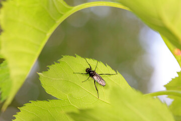 Mosquitos on wild plants, North China