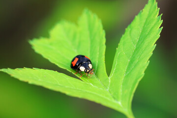 Ladybugs on wild plants, North China