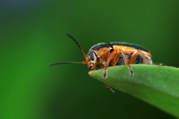 Leaf beetle on wild plants, North China