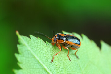 Leaf beetle on wild plants, North China