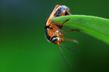Leaf beetle on wild plants, North China