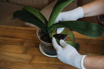 Orchid Care, How to Cut an Orchid Leaf. Removing a Damaged Orchid Phalaenopsis flower Leaves. Female hands cutting Damaged Leaves from potted Orchid houseplant.