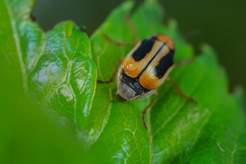 Leaf beetle on wild plants, North China