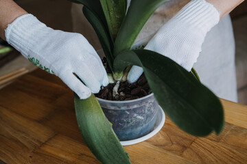 Orchid Care, How to Cut an Orchid Leaf. Removing a Damaged Orchid Phalaenopsis flower Leaves....