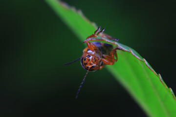 Leaf beetle on wild plants, North China