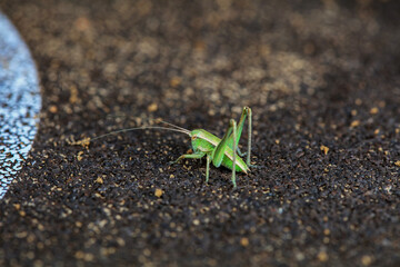Katydid nymphs in the wild, North China