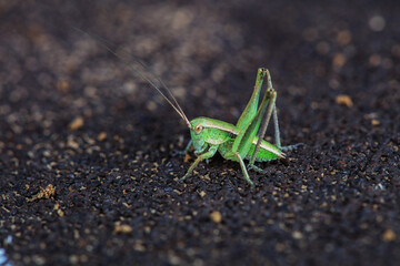 Katydid nymphs in the wild, North China