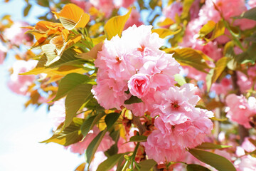 Obraz premium Cherry blossoms in full bloom in the park, North China