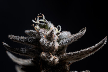 Cannabis trichomes marijuana bud
