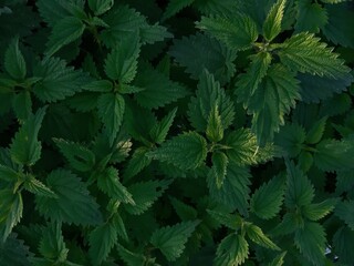 Green leaves of nettle close-up.