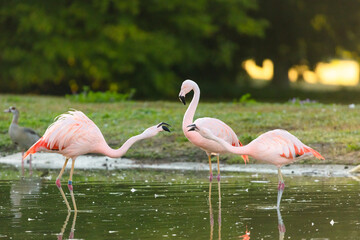 pink flamingos in the water
