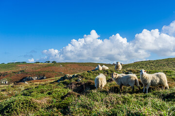 frankreich, Bretagne, Finistère, Cap Sizun, Schafe in den Klippen