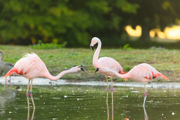 pink flamingo in the water
