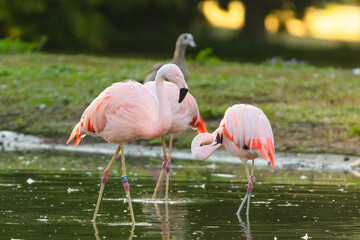 Obraz premium pink flamingo in the zoo