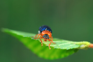 Leaf beetle on wild plants, North China