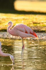 pink flamingo in the water