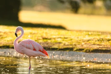 Fotobehang pink flamingo in the water © Hristo Shanov
