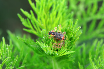 Beautiful beetles on wild plants, North China