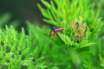Beautiful beetles on wild plants, North China