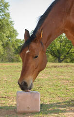 Bay horse licking a trace mineral block to replenish him with salt and other nutrients; in a green summer pasture