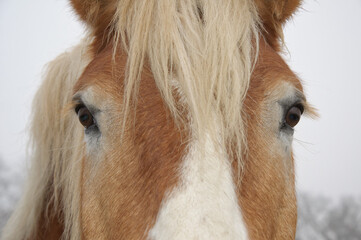 Closeup of a face of a Belgian draft horse, with both eyes visible