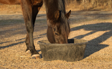 Dark bay horse eating feed from a black rubber pan outdoors in the evening - 470125203