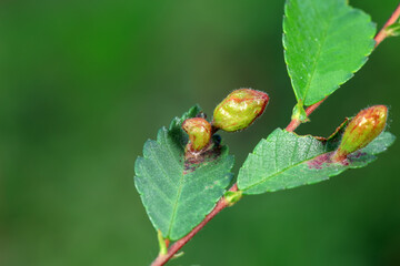 Galls on elm leaves in the wild
