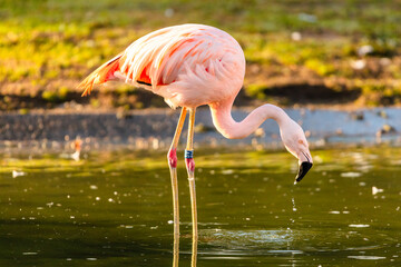 pink flamingo in water
