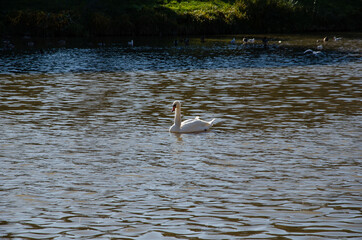 Lonely swan in the lake