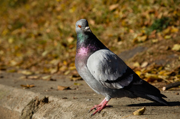 Pigeon. Dove portrait in autumn park