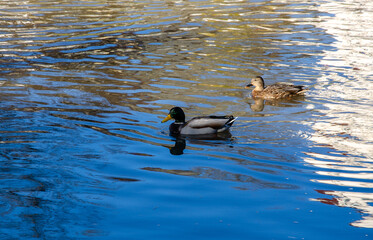 Wild ducks swim on the lake. lake with ducks