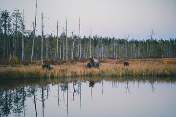 Wild brown bear with cubs in Finland wetlands