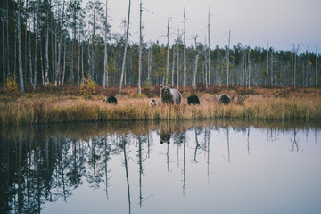 Wild brown bear with cubs in Finland wetlands
