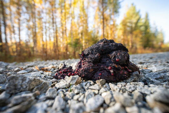 Wild Brown Bear Poop In Finland