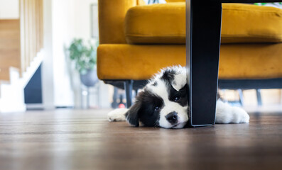 Smart Border Collie puppy dog want to play