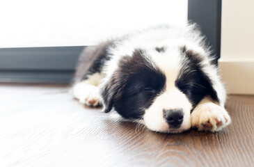 Sleeping cute border collie puppy dog at home