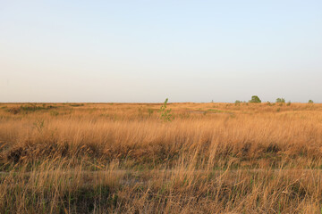 Wetland dry season scenery, North China