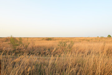 Wetland dry season scenery, North China