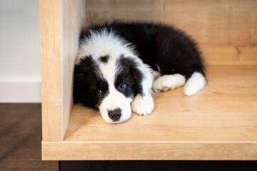 Sad puppy dog waiting at home Border Collie