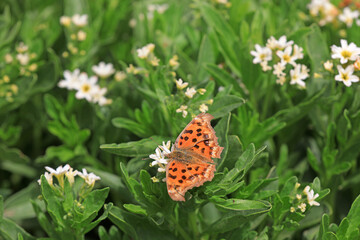 Nymphalus aureus on green leaves, North China