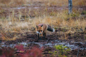 Wild fox in Finland nature in wetlands