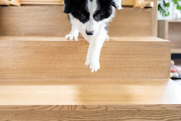 Puppy dog trying to go down on stairs - obrazy, fototapety, plakaty