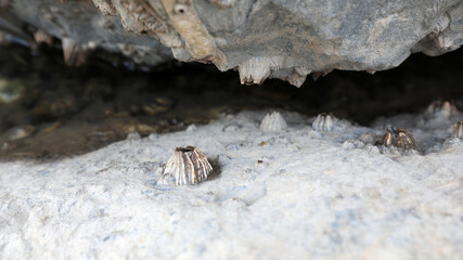 Barnacles grow on coastal rocks in North China